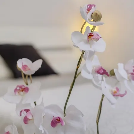 Apartman Planta Baja